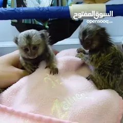  6 قرد مارموسيت جميل