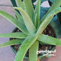  2 الألوفيرا الحقيقيه