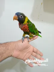  1 lory parrot 3.5 months old