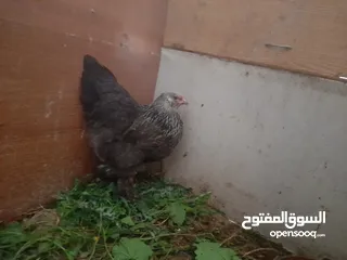  2 بيض دجاج للبيع