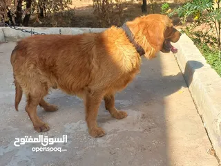  4 كلب جولد للبيع