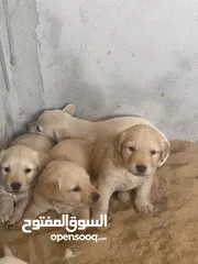  5 Labrador retriever for adoption