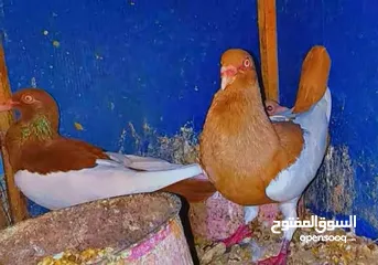  4 جوز يهوديات تحتهم فرخ وبيض