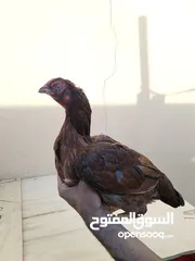  1 دجاج باكستاني