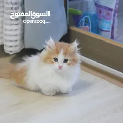  1 Persian kittens for adoption