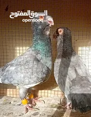  8 حمام نخب بيع او  بدل