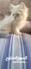  5 قط هملايا للبيع
