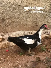  8 جاج بلدي بياض