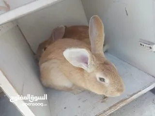  6 ارانب للبيع ثلاثه ذكرين وانثى الماني