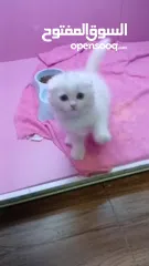  4 أنثى سكوتش فولد مستوى قوي