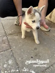  3 كلبة هاسكي