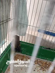  6 4فحول حسون