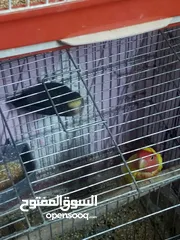  1 تشكيله عصافير العنوان مخيم حطين اشي تحتيه بيض وشي تحتيه زغاليل
