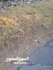  3 الصبيحي ميسرا ارض 4500م حوض تل حجاج وخشفه عاليه ومطله منطقة مزارع بسعر جيد