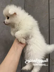  10 جراء بوميريان عمر شهرين