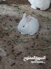  6 ارانب مميزه حجم صغير