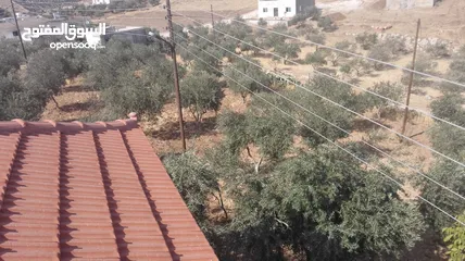  1 مزرعة مع بيت لقطة للبيع
