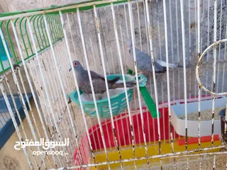  4 مجموعة طيور جواز كلها شغاله أن شاء الله