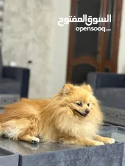  4 للبيع كلب بومبريان