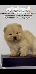  1 Best quality chow chow