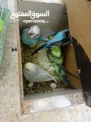  7 خمس زواج تحتها فراخ