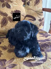  3 جراء فرينش تيرير للبيع