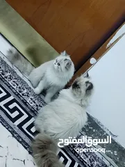  3 قطط نثيه وفحل النوعيه هملاي