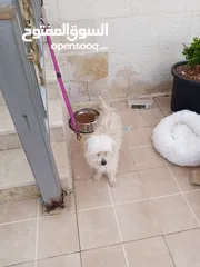  7 كلب انثى فرنش تيرير French Terrier مع جميع المطاعيم والاغراض