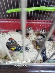  1 حساسين وكنارات نخب اول مقنوة صحة ونضافة