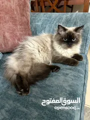  1 قط هملايا بيور