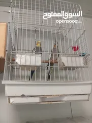  2 زوجين كوكتيل ماكنات انتاج تبارك الله صحه ونظافه وجمال مع اقفاصهم واكواخهم وتحتهم بيض