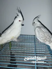  9 جوز كوكتيل البينو جامبو وبايد مرتب اول خيرهم شهر و وبيجهزوا  اليفات بالصلاة على النبي وعز تدريبهم