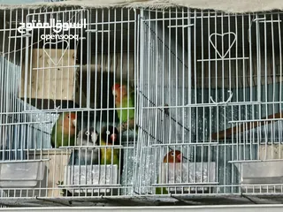  2 love birds