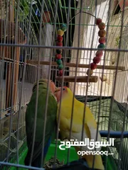  4 جوز روز بصحه ممتازه الانثى لاتينو عين حمره والذكر الاخضر ................................