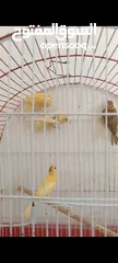  5 متاح فحول وجواز ومخاليف عادي وبناديق  وفراخ