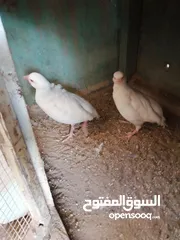  2 شنار ابيض للبيع
