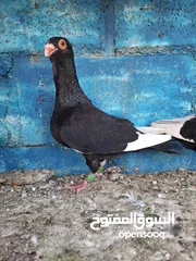  2 جوز مساويد