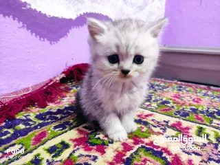  1 قطط اناث للبيع موجودين في قونيا