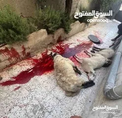  1 لحام متنقل لجميع المنازل