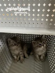  8 قطط للبيع cats for sell