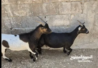  2 جوز ماعز قزم نوادر