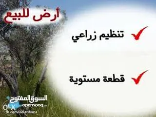  3 ارض 950 م للبيع  موقع مميز  الجبل الاخضر بالقرب من المحافظه ومديرية الشرطه
