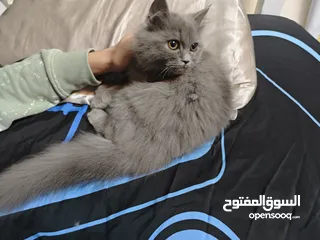  4 قط للتبني مجانا