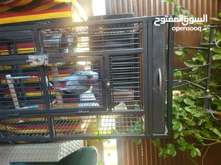  3 ببغاء كاسكو أليف متكلم بطلاقة