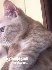  3 Scottish fold and Scottish streat