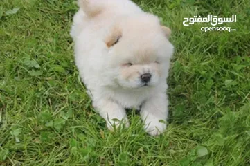  1 chiot chow chow age 50 jeur vaccine