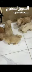  3 كلاب للبيع
