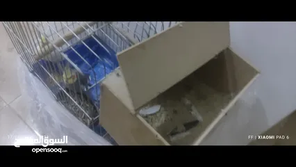  5 تبديل زوج كوكتيل و روز ب جوز روز شغالات كثير اقرأ الوصف