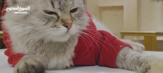  6 شانشيلا للبيع