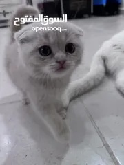  1 كيتنر للبيع
